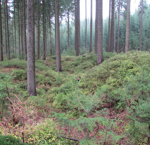 Zinnseifen im Greifenbachtal